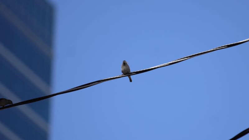 Migratory birds in Kansas City.