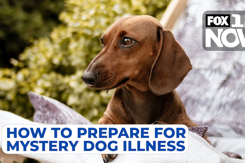 How to prepare for mystery dog illness sweeping Oregon
