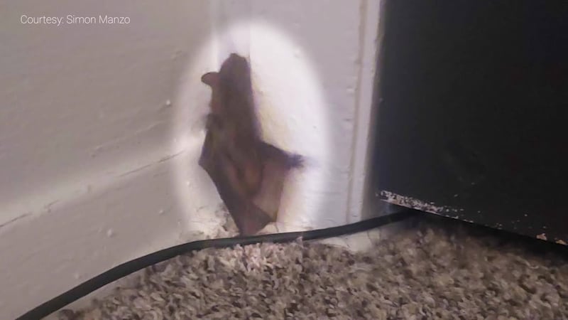 Simon Manzo believes this bat may have bit him while he was sleeping.