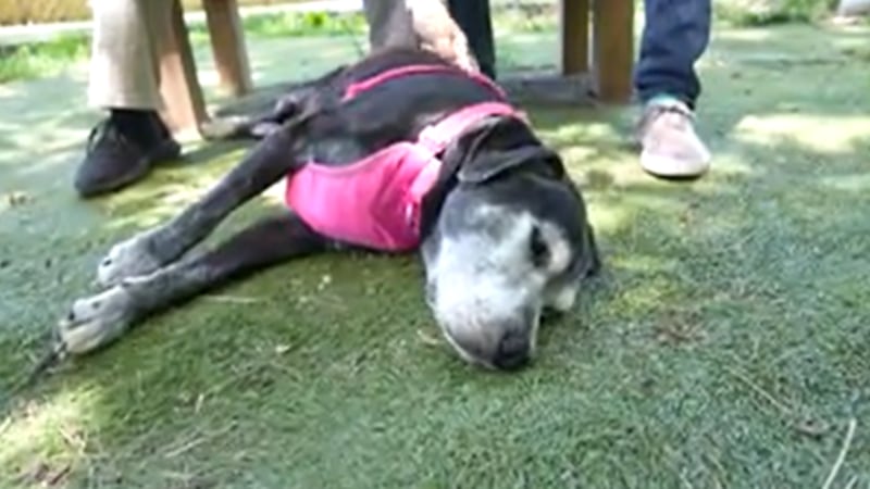 Shep's Place is a sanctuary for older dogs not having any luck being adopted from the shelters.