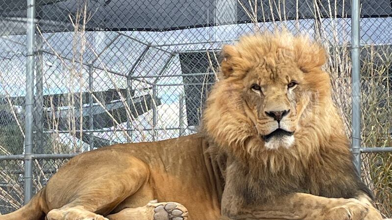 The Lion Habitat Ranch opened in 1989 and acted as the home for the lions who were featured in...