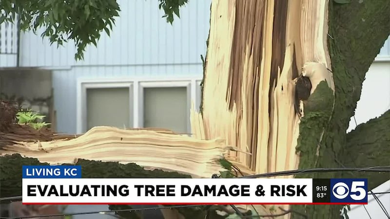 In the hot days of summer, a shaded backyard makes all the difference! But the trees creating...
