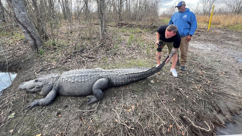 KCTV5 anchor Carolina Cruz and photojournalist Matt Kline went on a gator tour in the New...