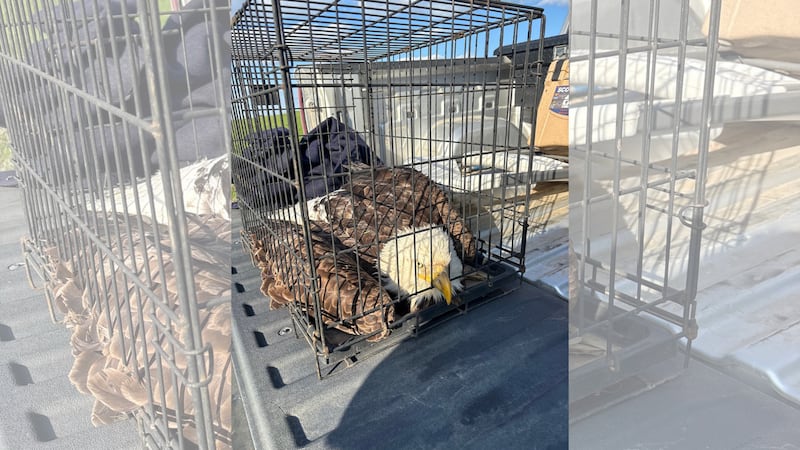An injured eagle is found in Kansas over the weekend of May 3, 2025.