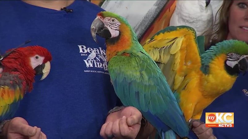 Shane and Kerrigan join members of the team at Beak N Wings, a bird rescue and adoption here...